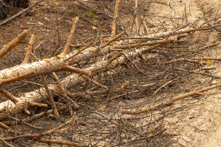 pile of sawn branches in spring forestの写真素材