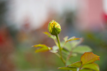 rose bud in the garden in the summer afternoon close-up on a blurred backgroundの写真素材