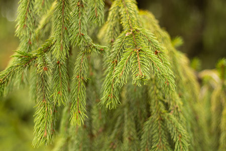 tree in the forest as backgroundの写真素材
