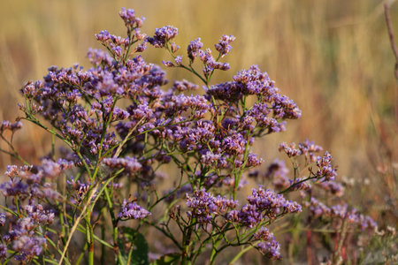 wildflowers on a summer day on a sunny day