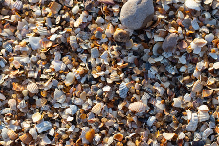 shells and pebbles as background