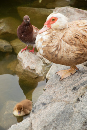 Little duck bird and his mother duck in the water in the parks in Ukraineの写真素材