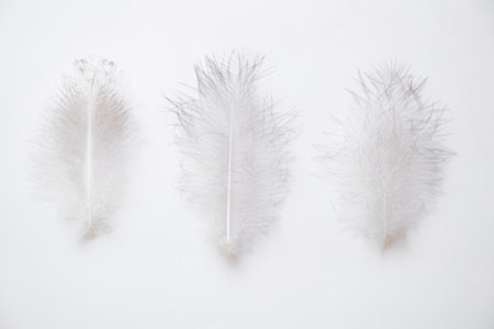 Three large bird feathers lie on a white background as a background, lightness