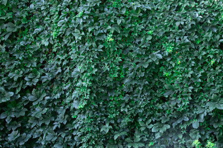 Wild wicker grapes green as a background in the park in summerの写真素材
