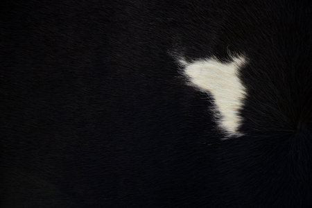Short black wool with a white spot as background,woolen black carpet,animal hair,furの写真素材