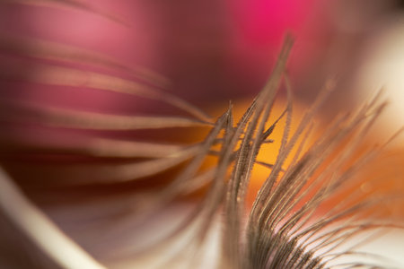 Peacock feather macro photo for background, one peacock feather close-upの写真素材