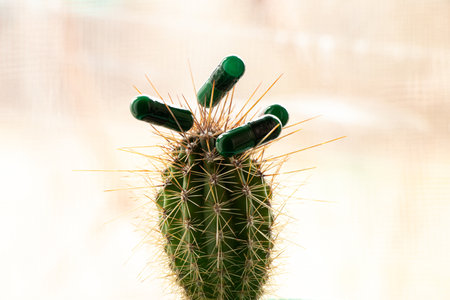Green pills in capsules on a prickly cactus on the window, medicine and medicineの写真素材