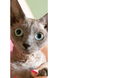Sphynx cat in the arms of its owner at home on a white background, domestic catの写真素材