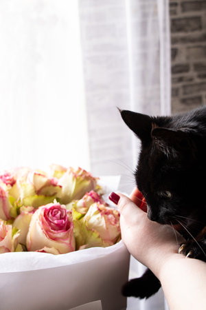 A girl with a black cat stands near a bouquet of roses near the window of the house, flowers for a birthday, rosesの写真素材