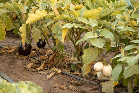 Dark and light eggplant varieties growing in a garden at a dacha in Ukraine in the summer seasonの写真素材