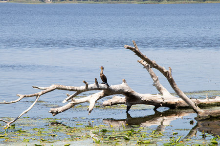 A long-eared cormorant rests on a dry log in the middle of the Dnieper water surface, the nature of Ukraineの写真素材