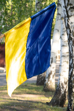Flag of Ukraine on the background of birches in the garden in the Dnieper in Ukraine in the sun, patriotic symbolsの写真素材