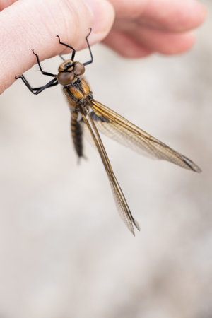 A large dragonfly sits on a woman's hand in the summer on the sun, wild nature