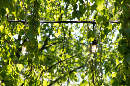 Outdoor garland on the background of birches in the summer in the garden in Ukraineの写真素材