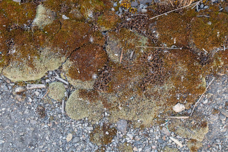 Moss growing on asphalt in the sun in summer in Ukraine for backgroundの写真素材