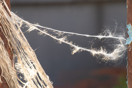Tangled white threads hang on a fence and shine in the sunの写真素材