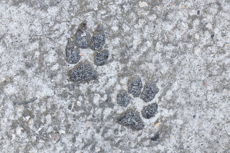 Dog tracks on hardened concrete outdoors close-up, concrete floor and paws as backgroundの写真素材