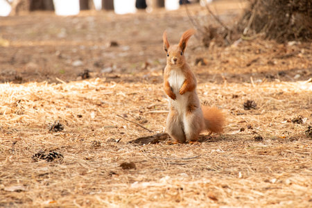 Red wild squirrel in a coniferous forest in Ukraine in the city of Dnepr in the spring in the sunの写真素材