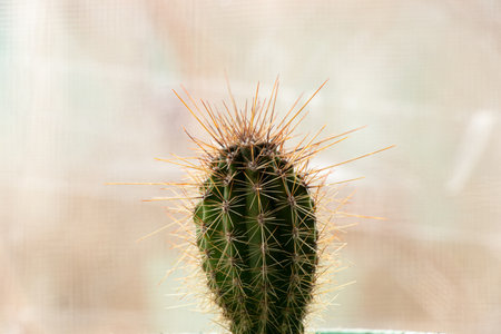 A house cactus stands on a window close-up with a blurred background, a house flowerの写真素材