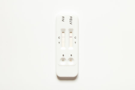 Rapid test for feline leukemia virus and immunodeficiency virus with a negative result on a white background, virus detection testの写真素材