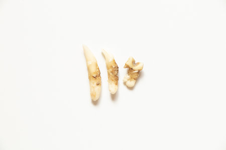 Extracted cat teeth with plaque - veterinary dentistry and oral hygiene problems in animals, animal dental treatmentの写真素材