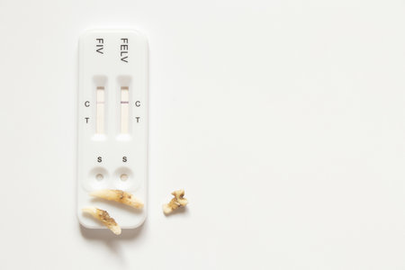 Cat teeth with plaque and test for viral leukemia FELV and immunodeficiency FIV, veterinary...