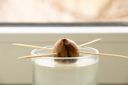 Growing avocado from a seed in a glass over water at home on a windowsill, growing avocadoの写真素材