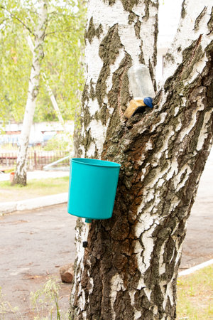 Outdoor washbasin on a tree, country washstand with a water tank, installed on a birch trunkの写真素材