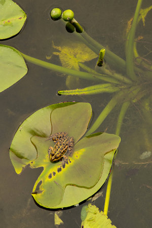 Toad on a water lily leaf on the surface of the Dnieper River in Ukraine, wildlifeの写真素材