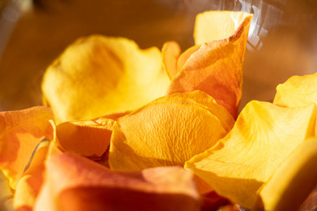 Close-up of dried orange rose petals in soft sunlightの写真素材