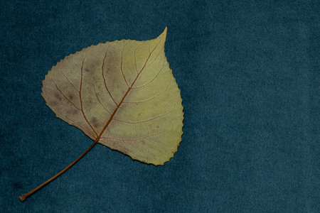Dried leaf of poplar tree which lies on dark blue velour as a background or template for texture and designの写真素材