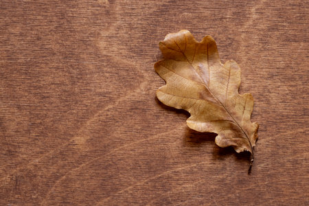 Dry yellow oak leaf lying on a wooden surface close-up used as a backgroundの写真素材