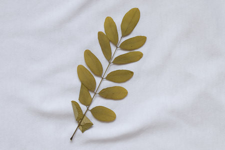 Herbarium leaf of acacia dried and neatly laid on white cloth close-upの写真素材