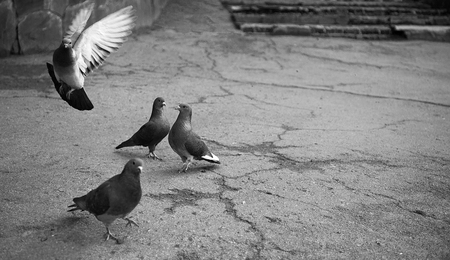 Flying pigeons walking in city park waiting of feedingの写真素材