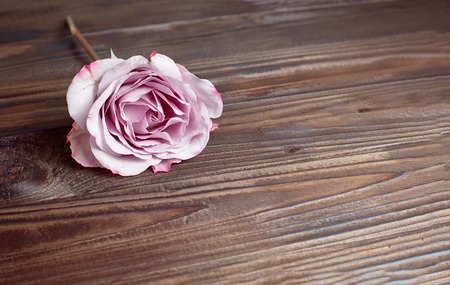 Silverston rose flower on brown background. Copy space.の写真素材