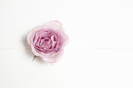 Silverston rose flower on white background. Copy space.の写真素材