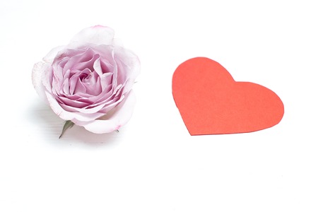 Silverston Rose on a white background with a red heart. Valentines day conceptの写真素材