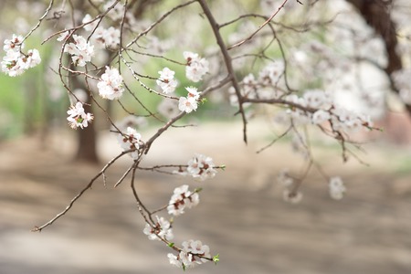 Floral natural background spring time season. Blooming apple tree.