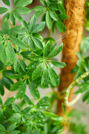 Close up Schefflera House plant, Umbrella Plant, Arboricola  indoor trees, home garden, green house.の写真素材