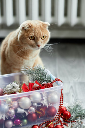 A cute adorable british Cat playing with christmas balls at home, Christmas ornaments, Christmas cat, New yearの写真素材