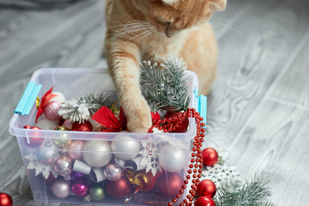 A cute adorable british Cat playing with christmas balls at home, Christmas ornaments, Christmas cat, New yearの写真素材