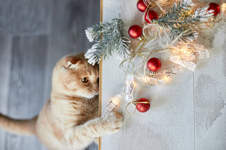 A cute adorable british Cat playing with christmas balls at home, paw on the table with Christmas ornaments, Christmas cat, New year, top view, copy space.の写真素材
