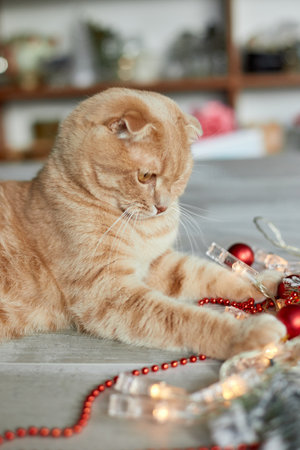 A cute adorable british Cat playing with christmas balls at home, Christmas ornaments, Christmas cat, New yearの写真素材
