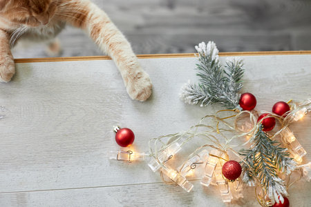 A cute adorable british Cat playing with christmas balls at home, paw on the table with Christmas ornaments, Christmas cat, New year, top view, copy space.の写真素材