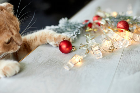 A cute adorable british Cat playing with christmas balls at home, paw on the table with Christmas ornaments, Christmas cat, New yearの写真素材