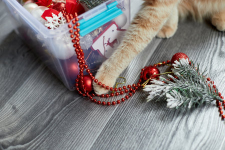 A cute adorable british cat paw playing with christmas balls at home, Christmas ornaments, Christmas catの写真素材