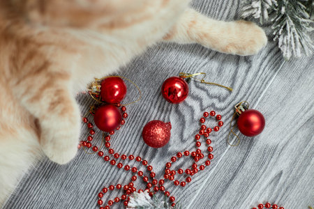 A cute adorable british cat paw playing with christmas balls at home, Christmas ornaments, Christmas catの写真素材
