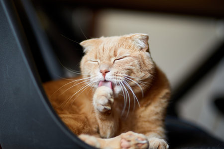 Lazy Scottish Fold cat relaxing on chair in modern living room at home, beautiful domestic animal.の写真素材