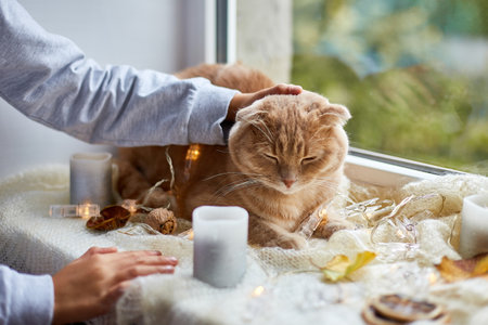Little girl  play with pet cat lying on window sill at home, Autumn lazy  weekend with cat at home.の写真素材