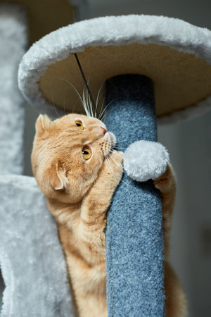 Cute funny cat playing on Furniture Scratching Deterrent Tree at home, Scratching Posts, love petの写真素材